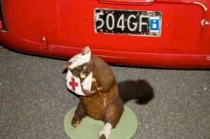 The New Zealand opossum. More about this later.